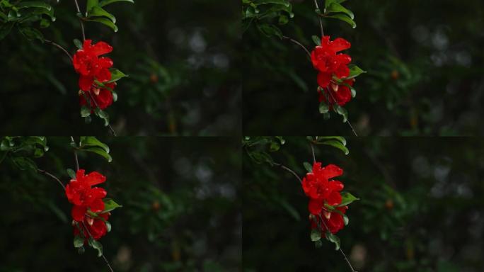 植物石榴花特写