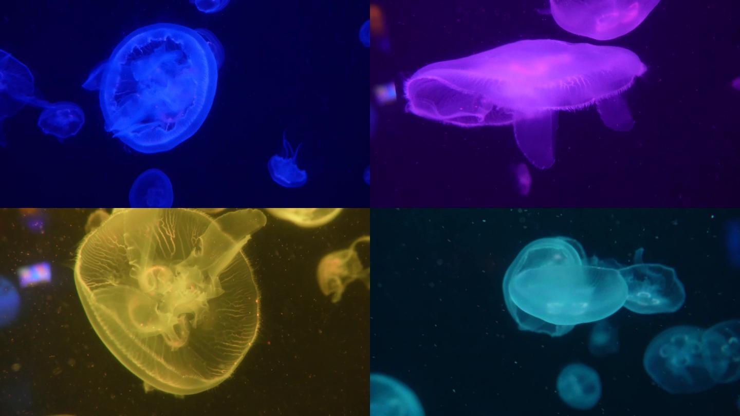 【镜头合集】海月水母星月水母海蜇