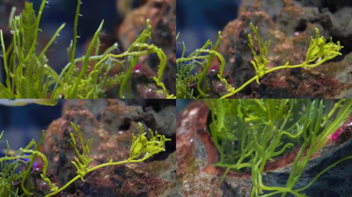 【镜头合集】海藻海草海水缸造景小丑鱼