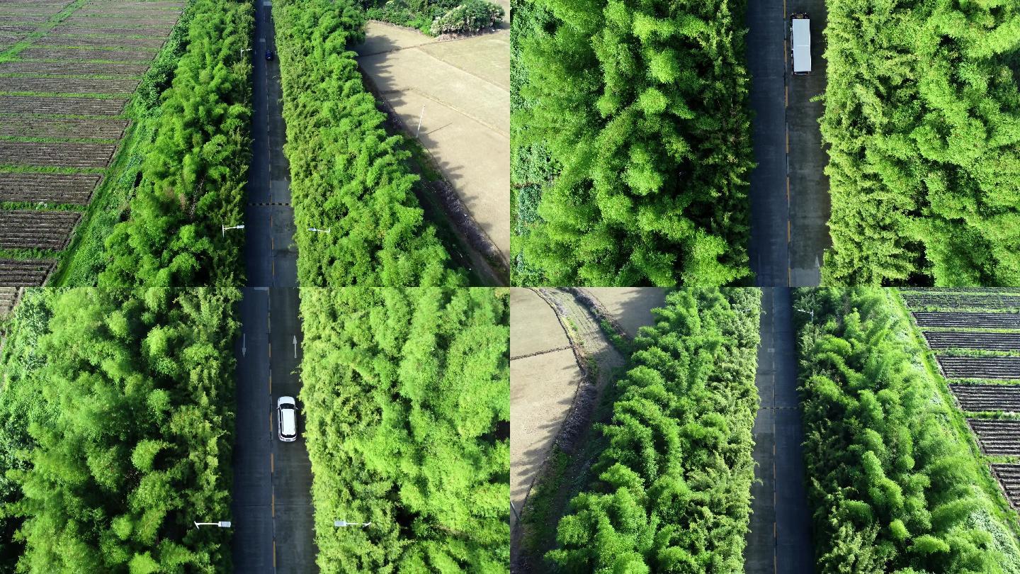 汽车行驶在一条绿树成荫的道路上