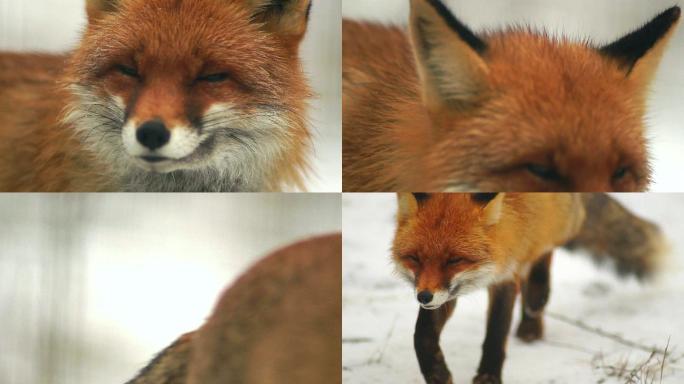 福克斯看着摄像机野狐狸野生狐狸