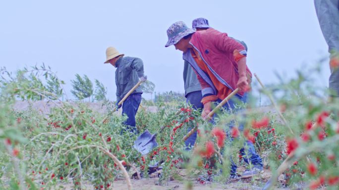 日照丰富 枸杞树 枸杞种植