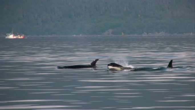 虎鲸捕杀海豹虎鲸捕杀海豹虎鲸海洋生物野外