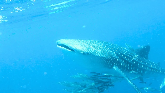 一条四米长的小鲸鲨（Rhincodon型）张开嘴靠近摄像机。地点位于泰国克拉比的安达曼海。这是原始本