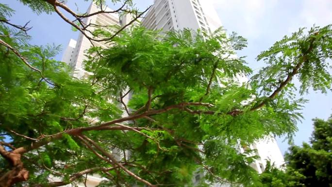 城市绿化凤树木凰木建筑素材