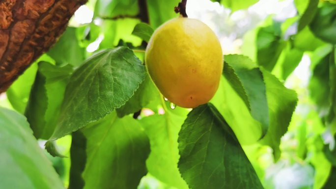 正在成熟的杏子挂着雨滴