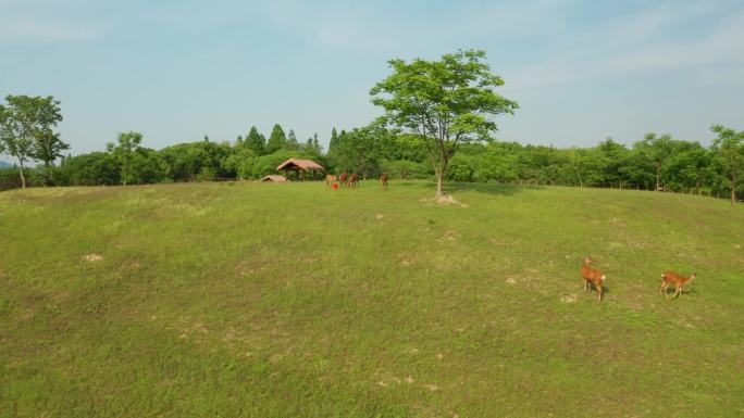 鹿 良渚小鹿良渚遗址公园 杭州良渚