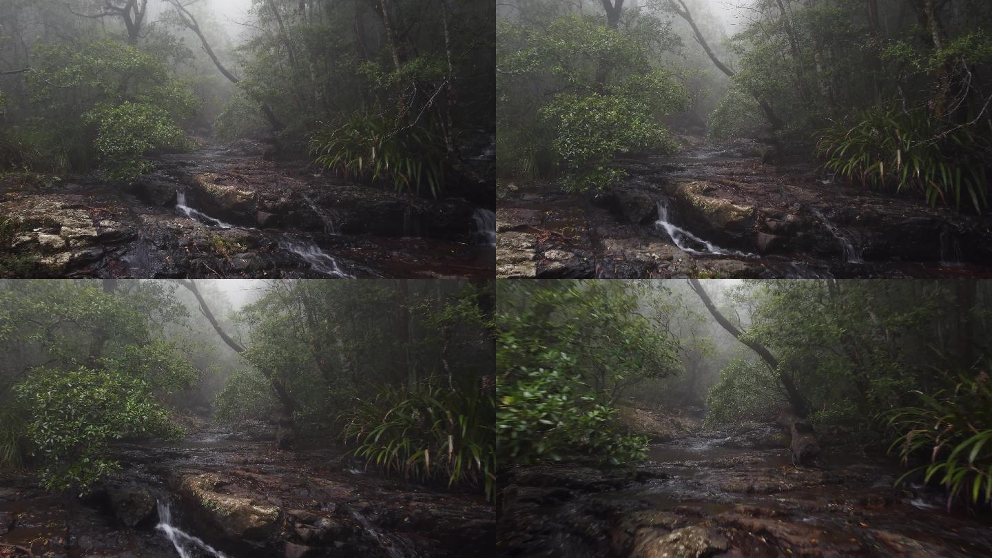 澳大利亚黄金海岸附近的斯普林布鲁克NP，雾笼罩的热带雨林溪流