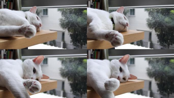 白猫猫咪