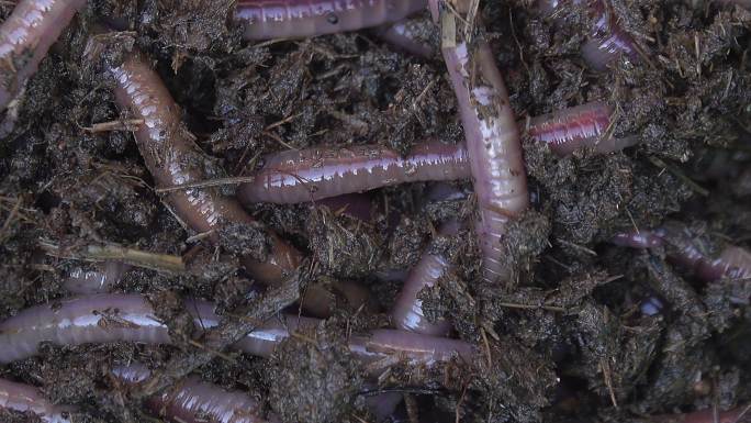蚯蚓在泥土中爬行大自然生物松土