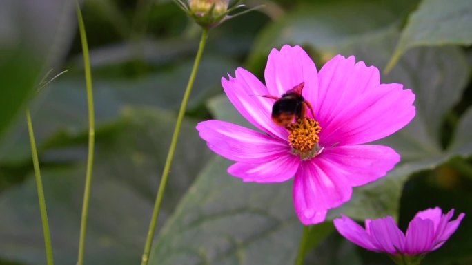 格栅花特写蜜蜂采花