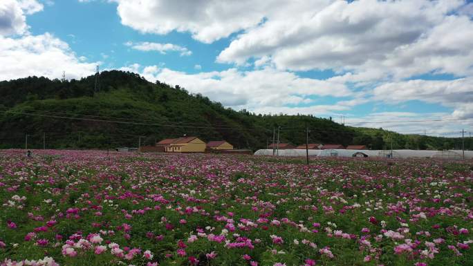 航拍花海