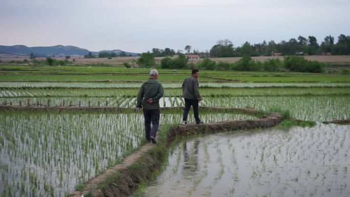 农民在稻田里观察水稻生长情况