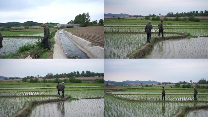 农民在稻田里观察水稻生长情况