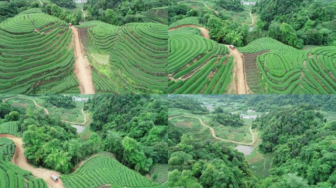 四川雅安名山大地指纹茶园航拍