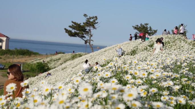 花海中的少女