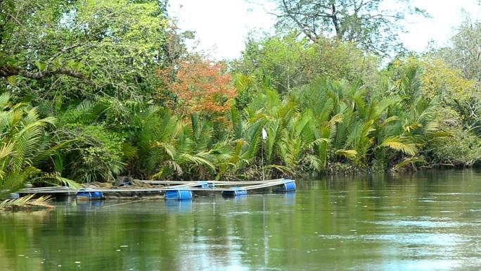 岸边的槟榔树湿地生态公园养殖水产经济
