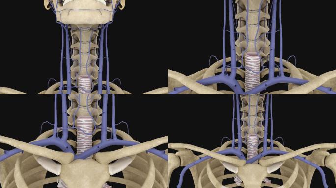 颈前静脉3D动画/人体三维动画