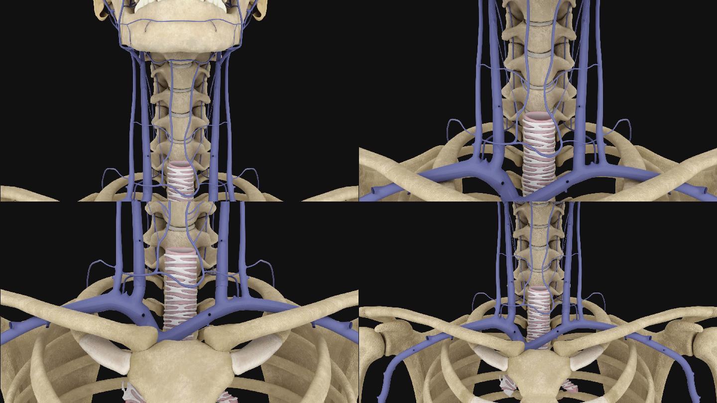 颈前静脉3D动画/人体三维动画