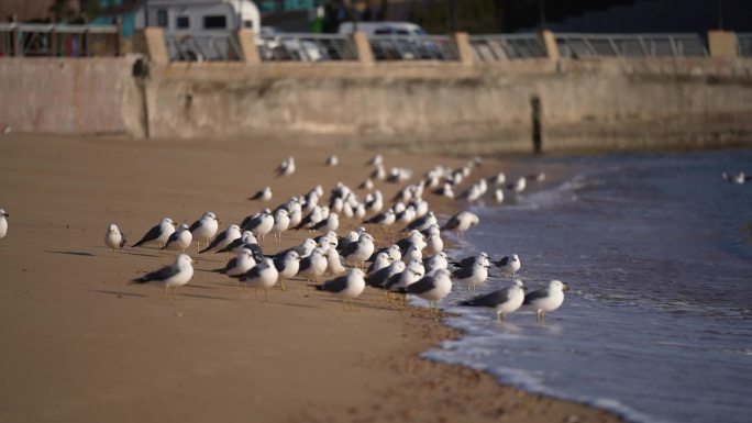 大海边的海鸥