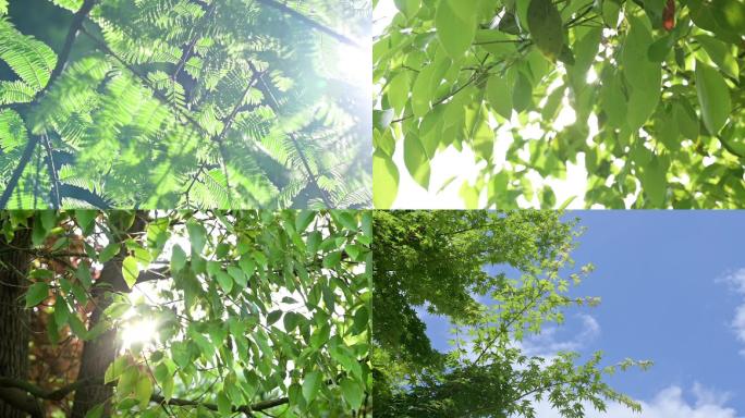 夏天树叶阳光逆光唯美空境树林森林