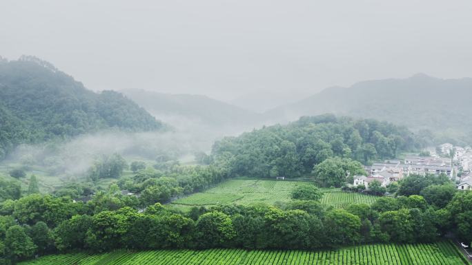 雾茶山茶山茶山美景茶场