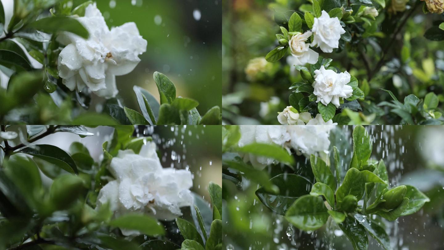 9组栀子花开雨中