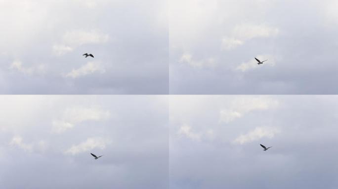 大理洱海清晨日出海鸥风光