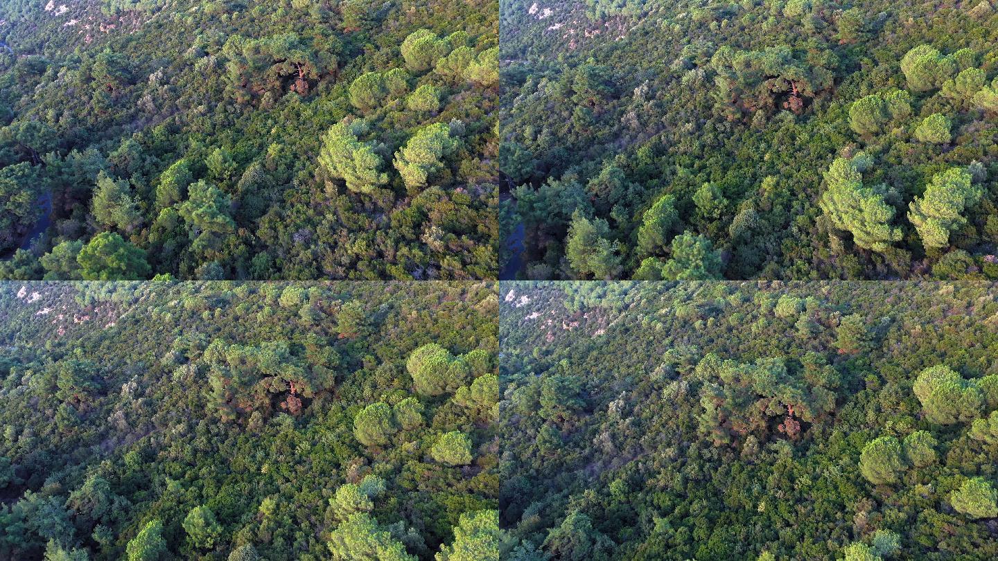 从山上看红松森林原始森林天然氧吧茂盛植被