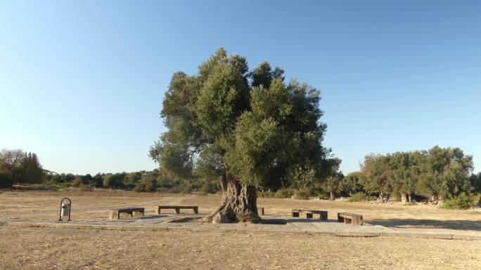 Seferihisar镇的橄榄树