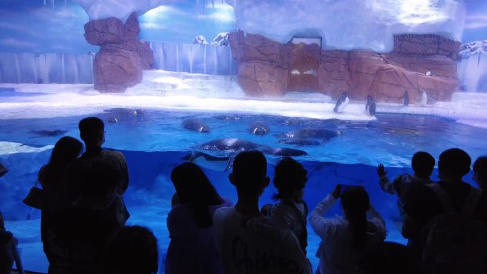 企鹅游泳南极企鹅海洋公园海洋馆参观企鹅