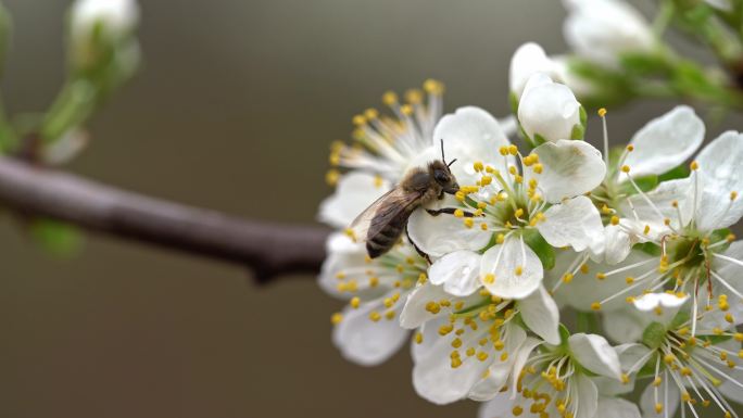 一只工蜂在自然界采集梅花花粉