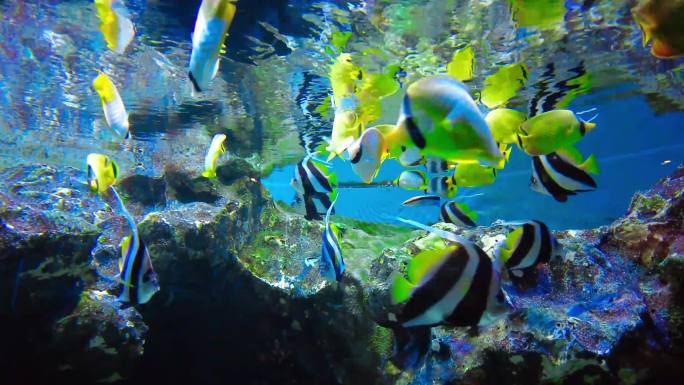 海洋馆热带鱼小丑鱼海底世界