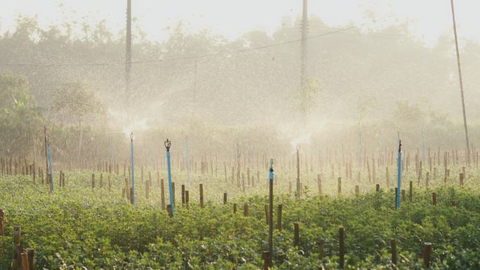 洒水器在花园里喷水。水对人类和农业有用。田间喷灌系统。洒水喷头旋转，水花飞溅。