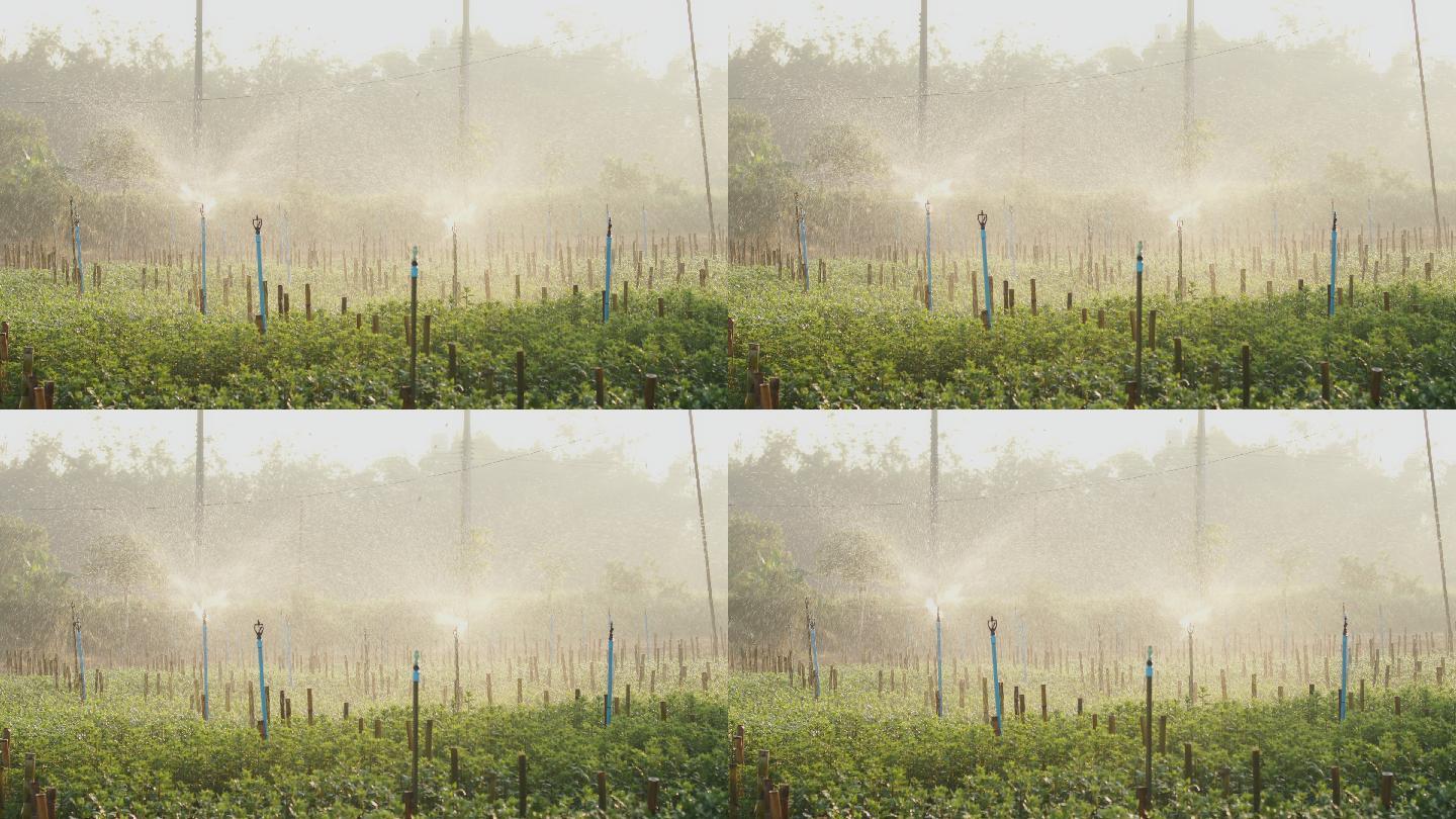洒水器在花园里喷水。水对人类和农业有用。田间喷灌系统。洒水喷头旋转，水花飞溅。