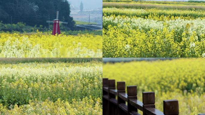 油菜花特写 油菜花带欧式风车 春季油菜花