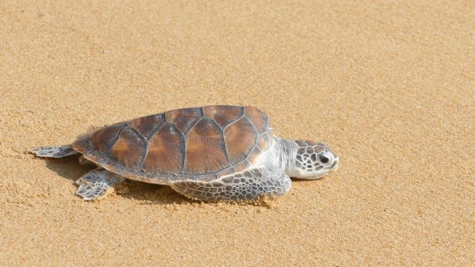 海龟爬行自由海岸线层层海浪绵软细沙