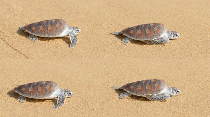 海龟爬行自由海岸线层层海浪绵软细沙