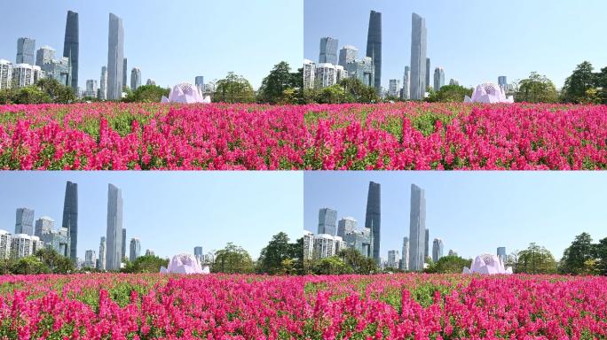 节日的广州花城广场建筑群和美丽公园4K