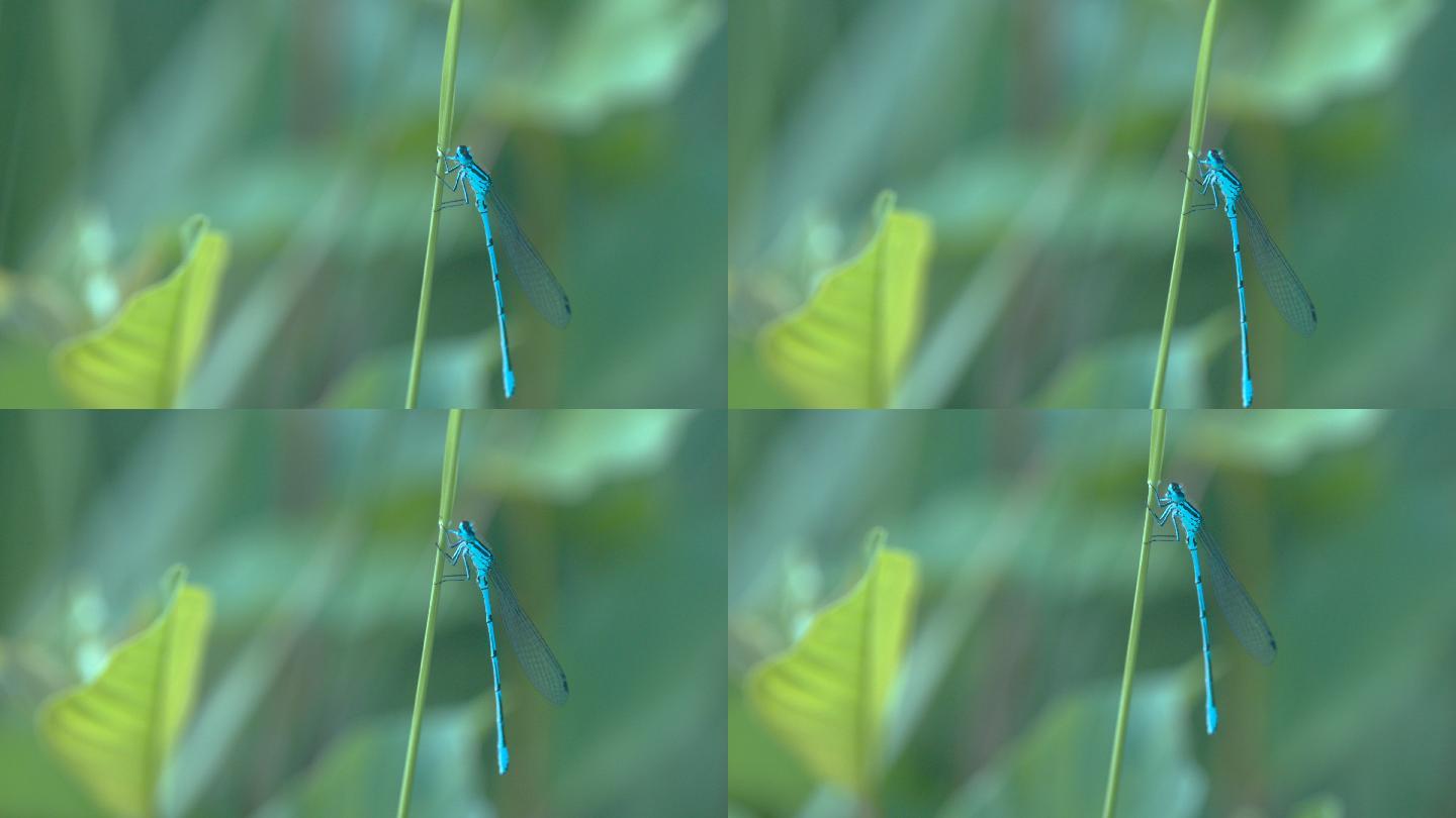 绿色植被中蜻蜓的特写镜头