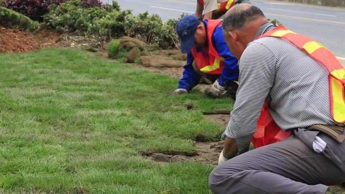 园林工人种植护理公园道路绿化草坪草皮