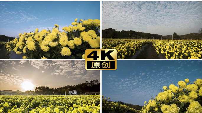 4K菊花移动延时多组