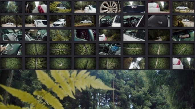 凯迪拉克森林奔跑自然