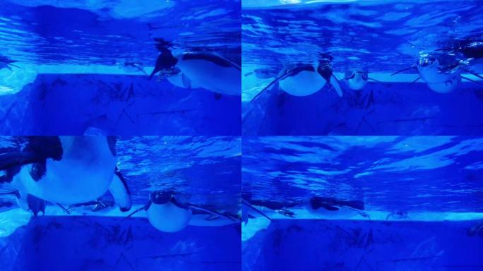 企鹅游泳南极企鹅海洋公园海洋馆