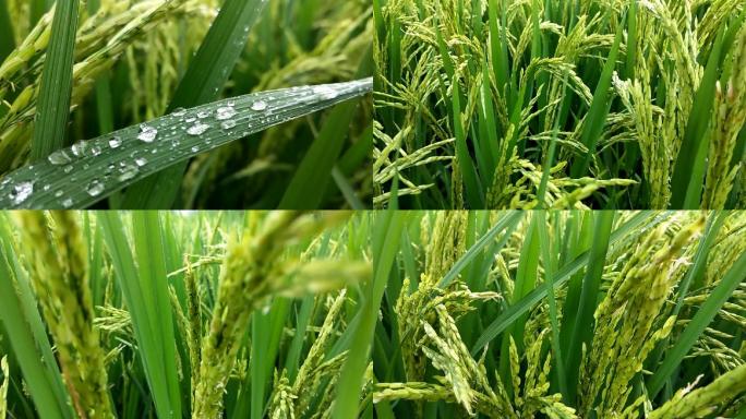 水稻稻穗禾苗禾绿禾花稻田水田雨滴雨水露珠