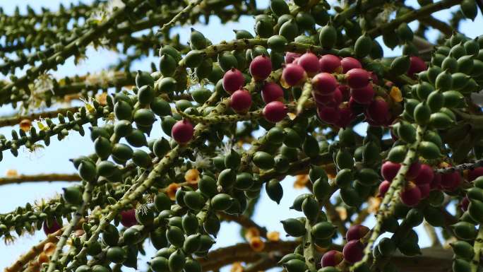树上挂着的槟榔果实