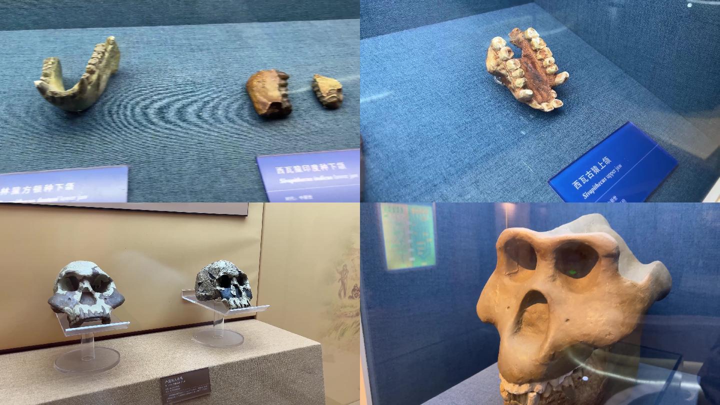 【镜头合集】古人类原始人头骨化石骷髅