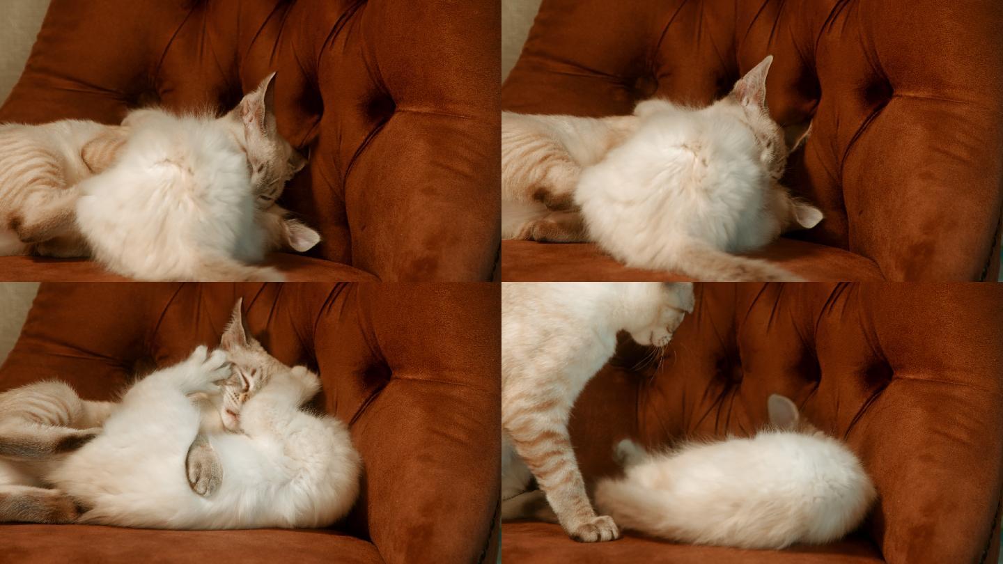 新养了一只小猫，但是一到家刚从背包里放出来就钻沙发底下了怎么办？ - 知乎