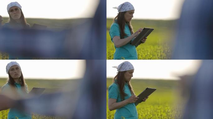 农民用数字平板电脑检查油菜作物。小企业的智能农业。