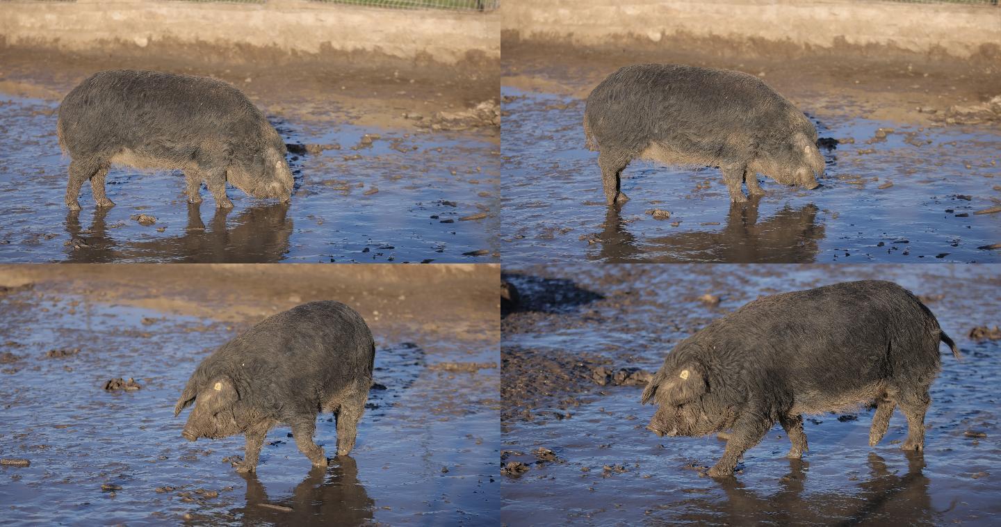 满身泥巴的曼加拉猪